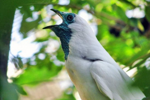 Холар рев - звучна птица, звучаща като камбана
